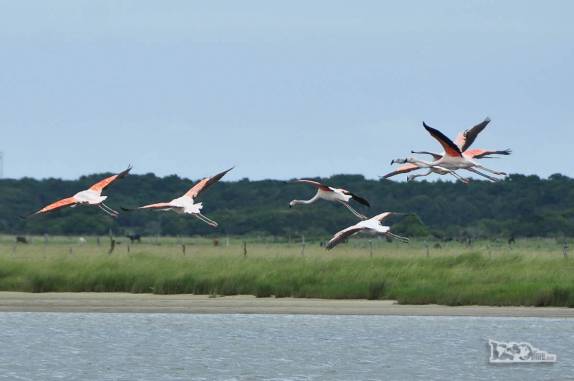Flamingos alçam voo no Parque Nacional da Lagoa do Peixe, no sul do Rio Grande do Sul, entre a Lagoa dos Patos e o Oceano Atlântico